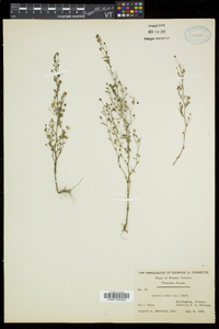 Chaenorhinum minus image