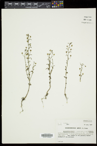 Chaenorhinum minus image