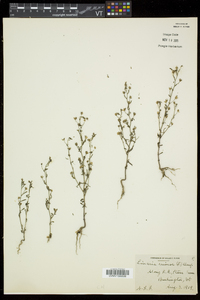 Chaenorhinum minus image