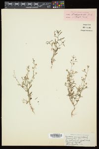 Chaenorhinum minus image