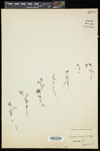 Chaenorhinum minus image