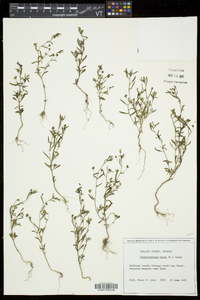 Chaenorhinum minus image