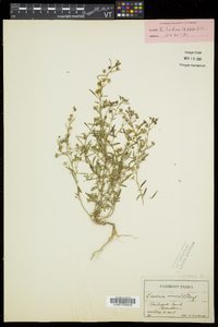 Chaenorhinum minus image