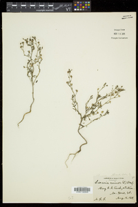 Chaenorhinum minus image