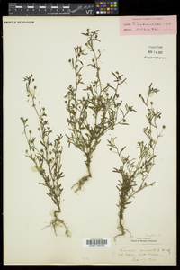 Chaenorhinum minus image