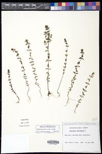 Euphrasia nemorosa image