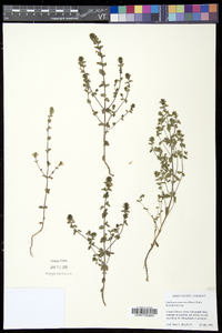 Euphrasia nemorosa image