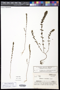 Euphrasia nemorosa image