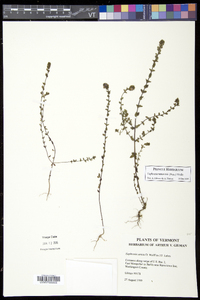 Euphrasia nemorosa image