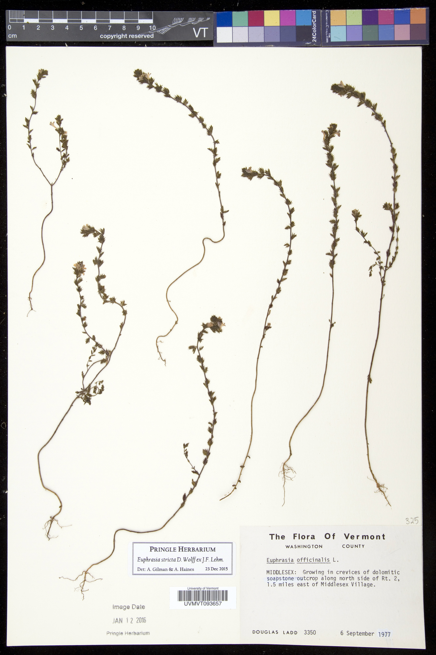 Euphrasia stricta image