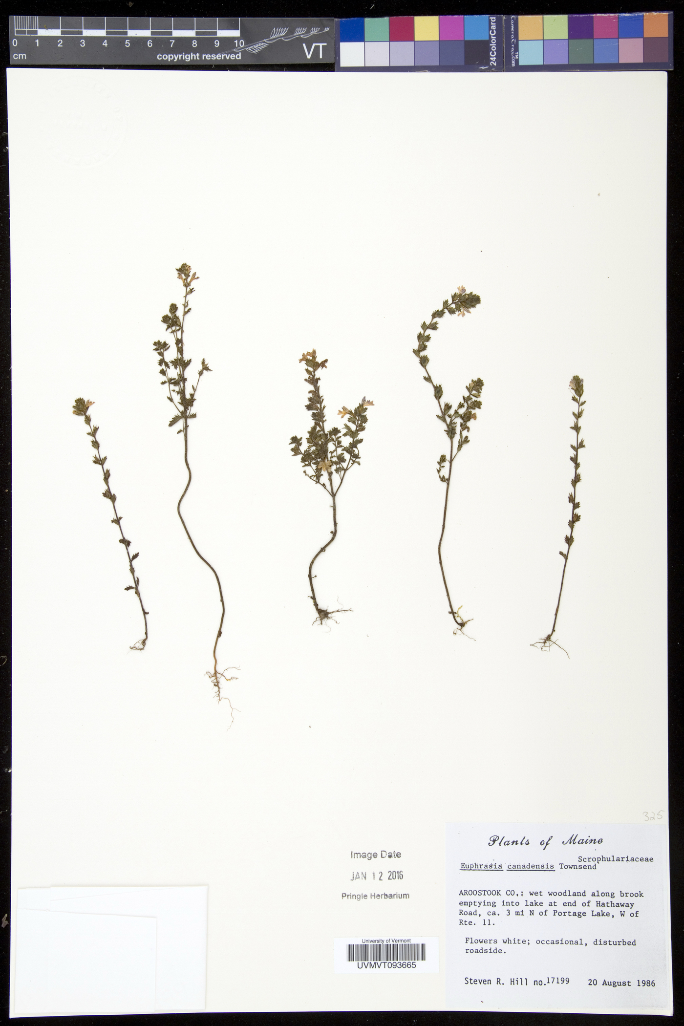 Euphrasia tetraquetra image