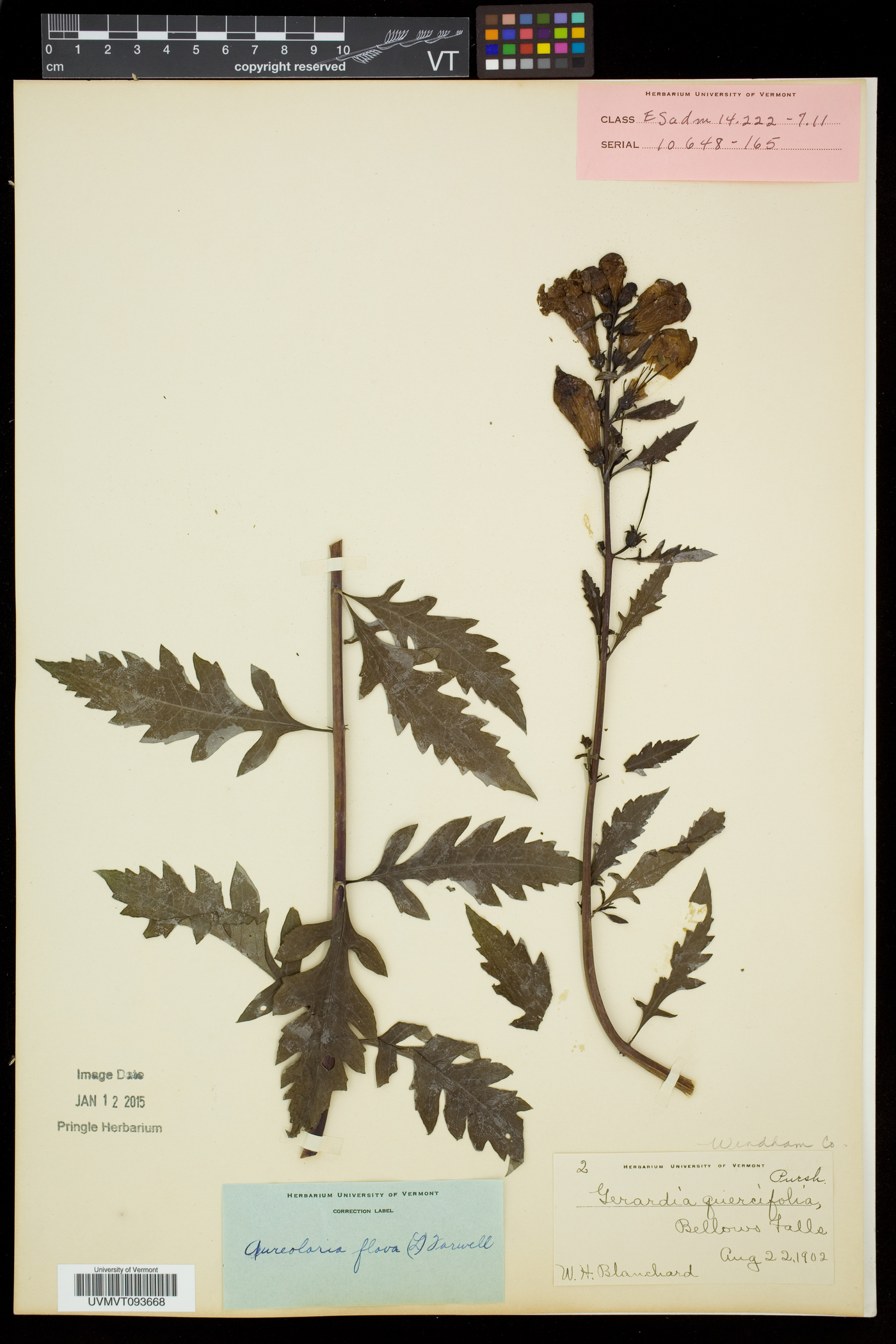 Aureolaria flava var. flava image