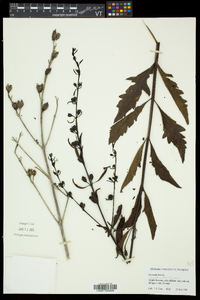 Aureolaria flava var. flava image