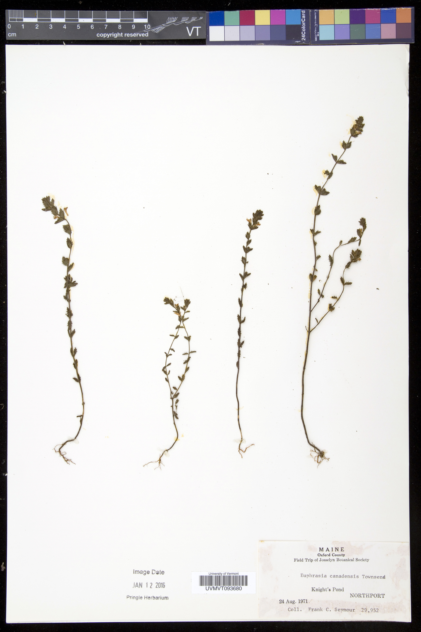 Euphrasia tetraquetra image