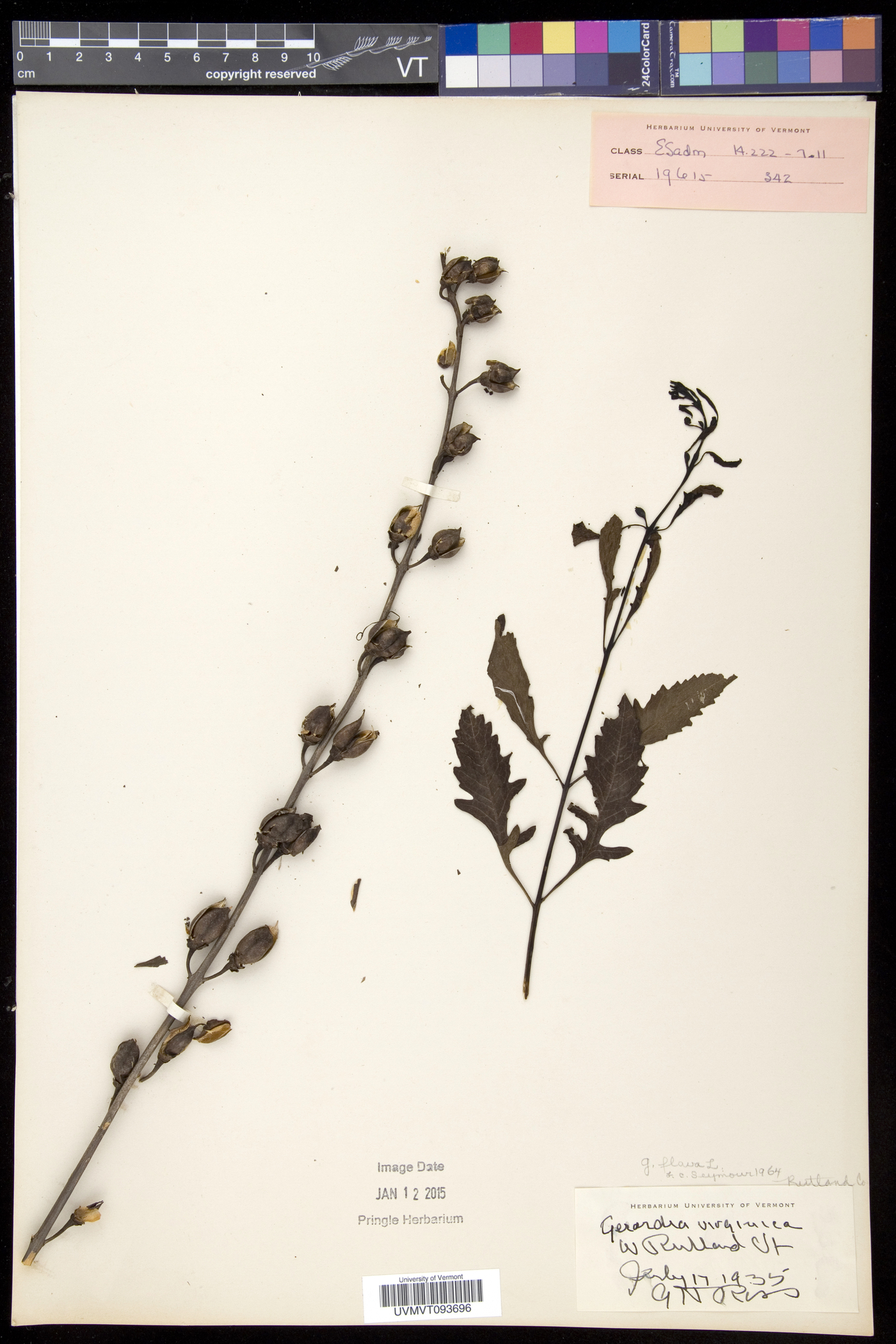 Aureolaria flava var. flava image