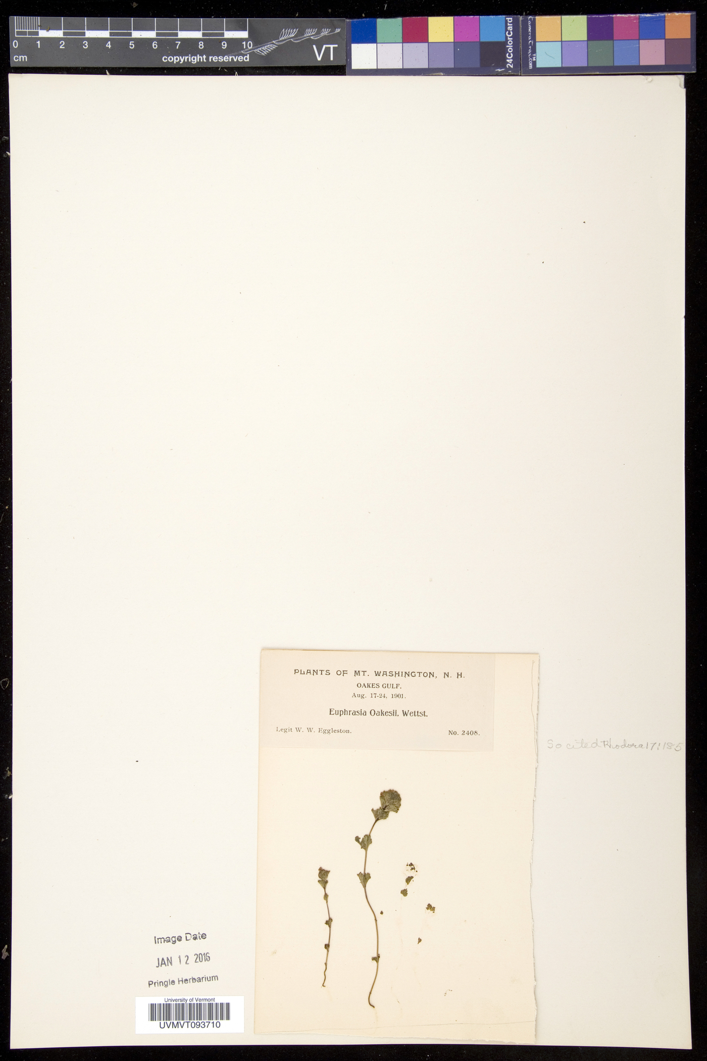 Euphrasia oakesii image