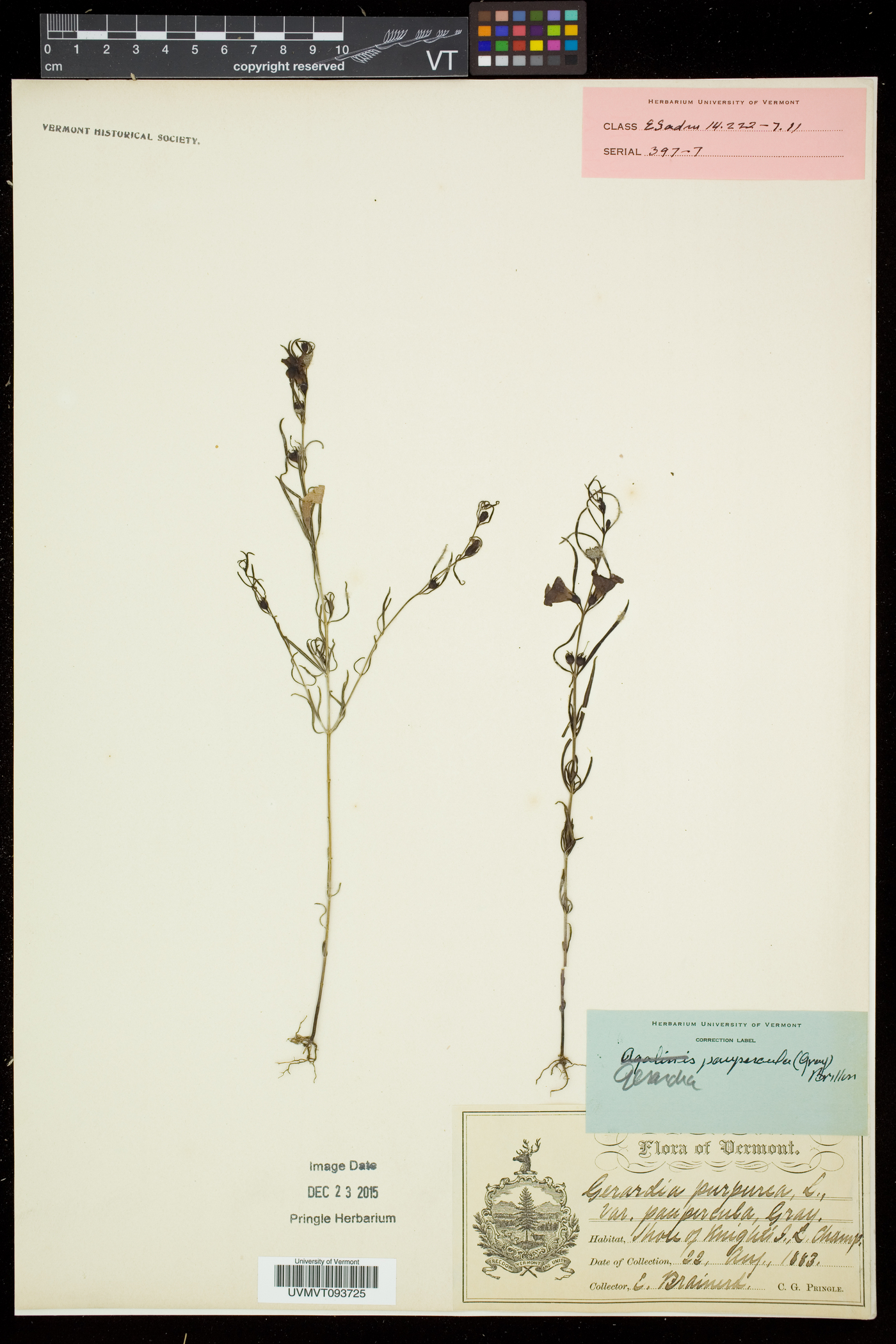 Agalinis paupercula var. paupercula image