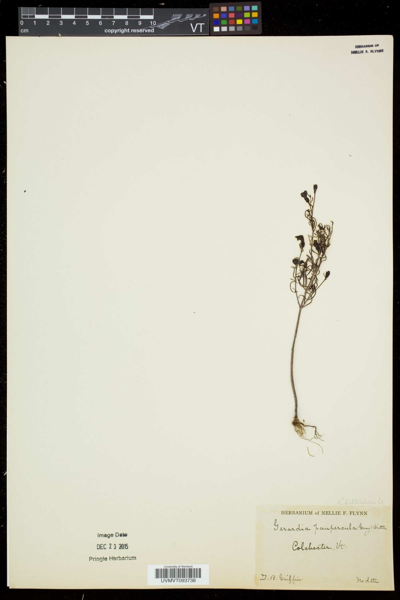 Agalinis paupercula var. paupercula image