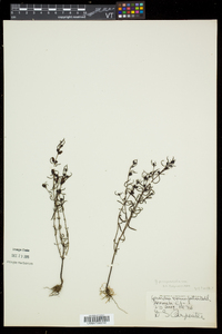 Agalinis paupercula var. paupercula image