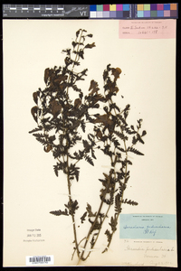 Aureolaria pedicularia image