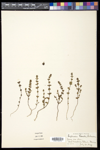 Euphrasia randii image