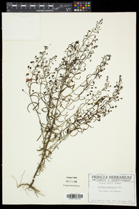 Agalinis tenuifolia var. tenuifolia image