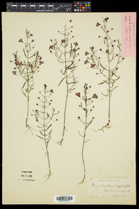 Agalinis tenuifolia var. tenuifolia image