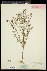 Agalinis tenuifolia var. tenuifolia image