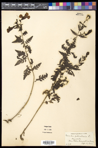 Aureolaria pedicularia image