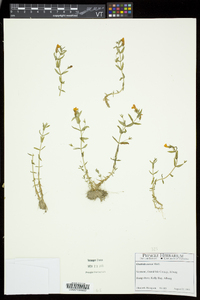 Gratiola aurea image