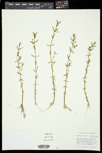 Gratiola aurea image