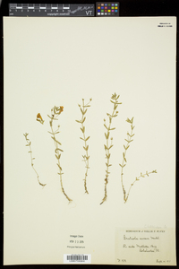 Gratiola aurea image