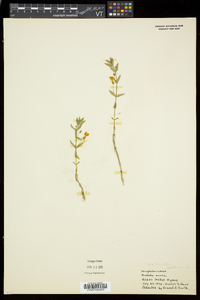 Gratiola aurea image