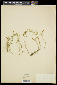 Gratiola aurea image