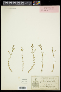 Gratiola aurea image