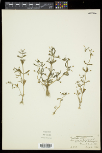 Gratiola virginiana var. virginiana image