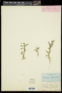 Gratiola neglecta image