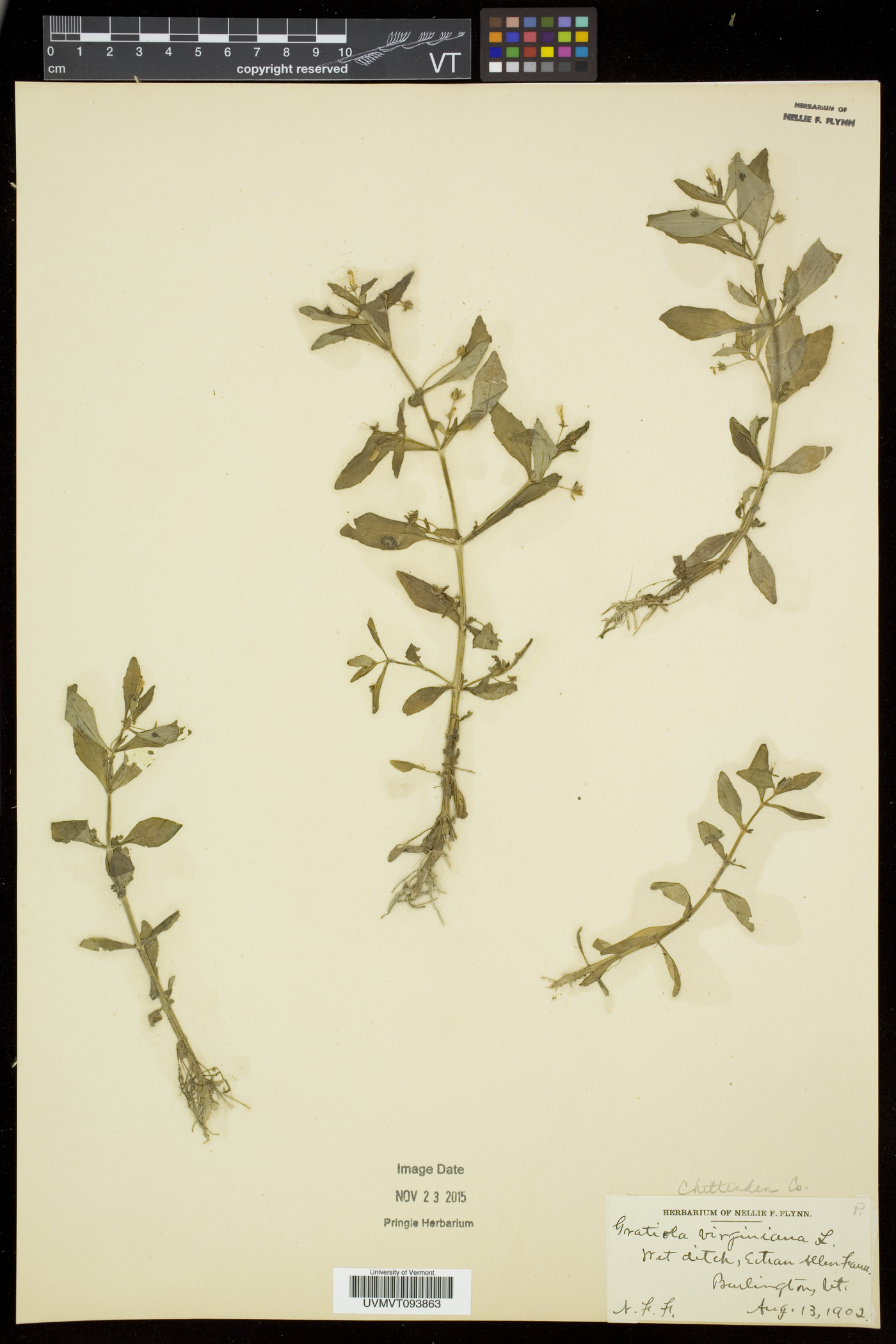 Gratiola virginiana var. virginiana image