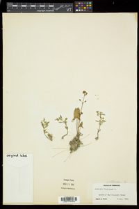 Gratiola virginiana var. virginiana image
