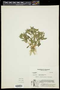 Gratiola neglecta image