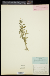 Gratiola neglecta image