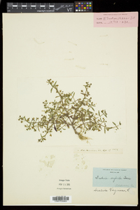 Gratiola neglecta image