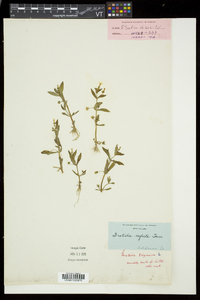 Gratiola neglecta image