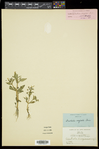 Gratiola neglecta image