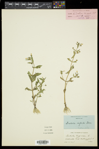 Gratiola neglecta image