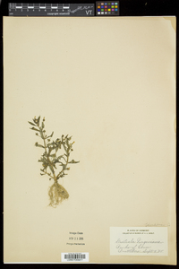 Gratiola virginiana var. virginiana image