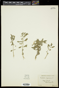 Gratiola virginiana image