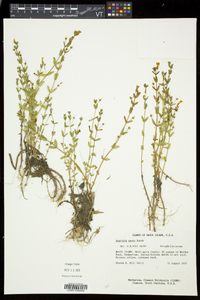 Gratiola aurea image