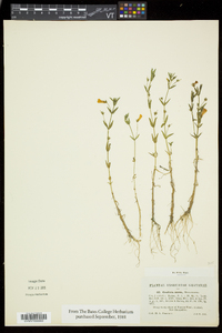 Gratiola aurea image