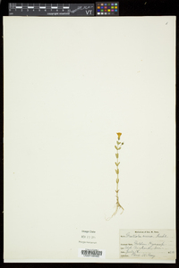 Gratiola aurea image